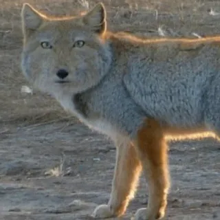 😐 f1a506d5 animale, volpe, volpe tibetana, fauna selvatica, mammifero telegram sticker