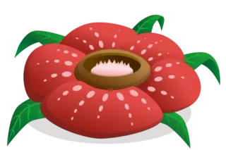 🌺 9bae6988 大王花, 花, 红色, 植物, 植物学, 植物 telegram sticker