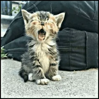 🐾 01345554 anak kucing, menguap, imut, hewan, kucing telegram sticker