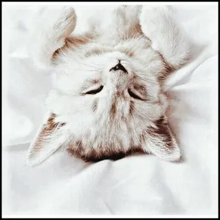 🐾 02b8c33c kucing, anak kucing, lucu, binatang, hewan peliharaan, mengantuk telegram sticker