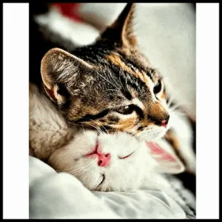 🐾 402e23ee kucing, anak kucing, binatang, lucu, hewan peliharaan, menggemaskan, domestik, felin telegram sticker