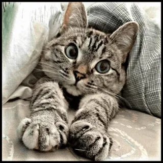 🐾 80279209 kucing, imut, hewan, peliharaan, anak kucing, belang telegram sticker