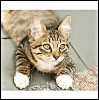 🐾 b5c547c0 kucing, anak kucing, hewan, hewan peliharaan, felidae, kucing domestik telegram sticker