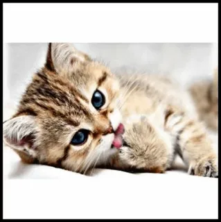 🐾 c459fdde kucing, anak kucing, binatang, lucu, hewan peliharaan, felin telegram sticker