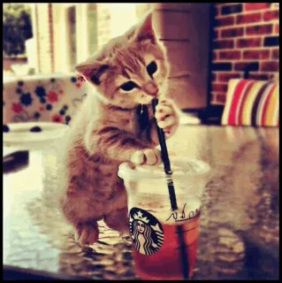 🐾 cc583eb1 kucing, anak kucing, Starbucks, minuman, imut, hewan peliharaan, binatang, sedotan telegram sticker