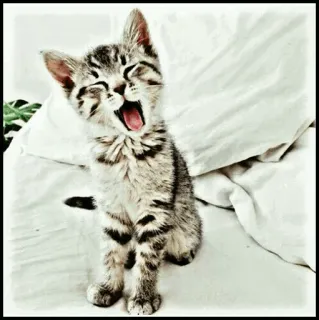 🐾 d81fef1e kucing, anak kucing, menguap, hewan, hewan peliharaan, mamalia, hewan piaraan telegram sticker