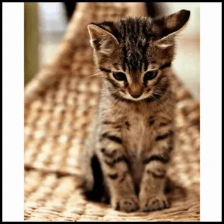 🐾 e6f15b73 kucing, anak kucing, hewan, peliharaan, imut, bergaris, belang telegram sticker