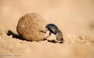 ✖️ 4d449bee bousier, insecte, coléoptère, boule qui roule, animal, nature, scarabée telegram sticker