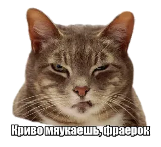 😡 73a23369 Криво мяукаешь, фраерок gatto, meme, russo, animale telegram sticker