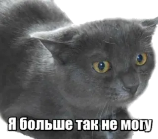 😖 da343717 Я больше так не могу gatto, meme, russo, triste, animale telegram sticker