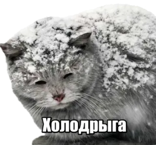 🥶 e58379f3 Холодрыга gatto, neve, freddo, inverno, animale telegram sticker