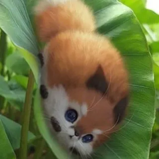 🌱 dc957f9c kat, kitten, blad, schattig, dier, huisdier telegram sticker