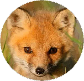 🦊 010c73a8 キツネ, 動物, 野生動物, 自然, かわいい, 哺乳類 telegram sticker