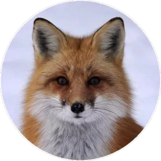 🦊 0122ad2a キツネ, 動物, 野生動物, 自然, 哺乳類 telegram sticker