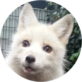 🦊 09c4d329 キツネ, 動物, 野生動物, かわいい, 白, ホッキョクギツネ telegram sticker