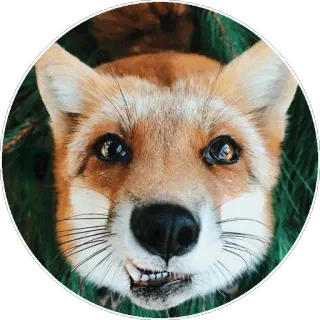 🦊 09e50f34 キツネ, 動物, 野生動物, 哺乳類, かわいい telegram sticker