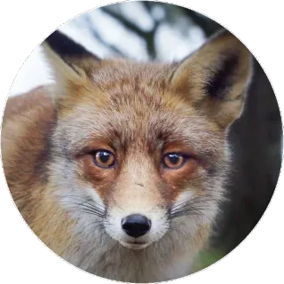 🦊 1025fffb キツネ, 動物, 野生動物, 自然, 哺乳類 telegram sticker