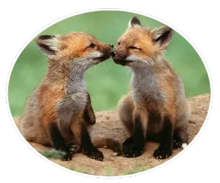 🦊 12139d7e キツネ, 動物, 野生動物, かわいい, 狐, 自然 telegram sticker