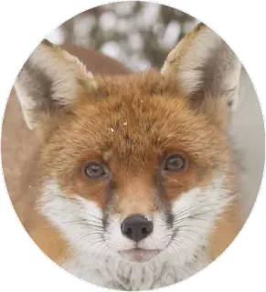 🦊 1b97cd4e キツネ, 動物, 野生動物, 自然, 哺乳類 telegram sticker