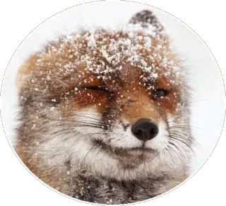 🦊 1cf59a16 キツネ, 動物, 冬, 雪, 自然, 野生動物 telegram sticker