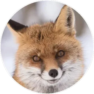 🦊 23300238 キツネ, 動物, 野生動物, 自然, 哺乳類, ポートレート telegram sticker