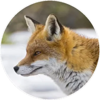 🦊 252aa76e キツネ, 動物, 野生動物, 自然, アカギツネ, 哺乳類 telegram sticker