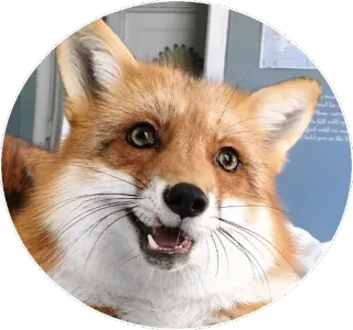 🦊 29c28245 キツネ, 動物, 野生動物, 哺乳類, 自然 telegram sticker