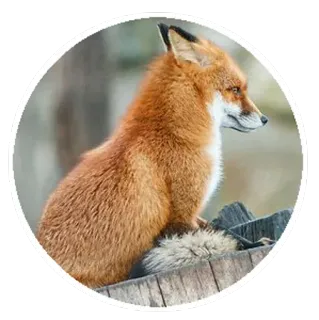 🦊 3579b780 キツネ, 動物, 野生動物, 自然, 哺乳類 telegram sticker