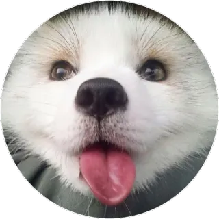 🦊 3f37a568 犬, かわいい, 動物, 舌, 幸せ, ペット telegram sticker