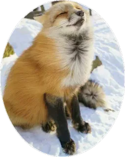 🦊 44c342e7 キツネ, 動物, 野生動物, 雪, かわいい, 自然 telegram sticker