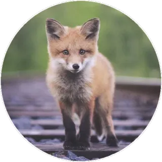 🦊 45cf9e88 キツネ, 動物, 野生動物, 自然 telegram sticker
