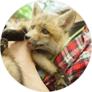 🦊 4b3a53f7 キツネ, 動物, 野生動物, かわいい, 自然 telegram sticker