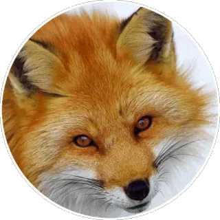 🦊 4b76c073 キツネ, 動物, 野生動物, 哺乳類, オレンジ, 自然 telegram sticker