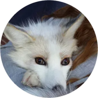 🦊 4d5981f2 キツネ, 動物, かわいい, 野生動物, 毛皮, ペット telegram sticker