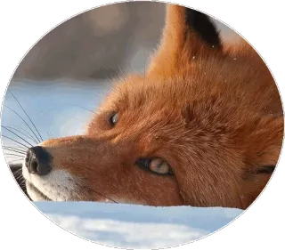 🦊 509478cc キツネ, 動物, 野生動物, 雪, かわいい, アカギツネ telegram sticker