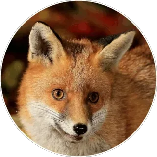 🦊 61811e6a キツネ, 動物, 野生動物, 哺乳類, 自然, 森林 telegram sticker