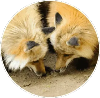 🦊 61a04c4b キツネ, 動物, 野生動物, 狐 telegram sticker