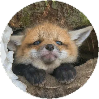 🦊 640818c2 キツネ, 動物, かわいい, 野生動物, 哺乳類, 自然 telegram sticker