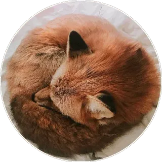🦊 68da9245 キツネ, 動物, 自然, 眠い, 可愛い telegram sticker