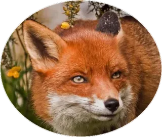 🦊 6c3e8e6e キツネ, 動物, 野生動物, 自然 telegram sticker