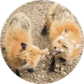 🦊 7362b348 キツネ, 動物, かわいい, 野生動物 telegram sticker