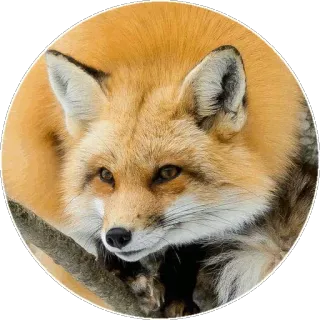 🦊 77846991 キツネ, 動物, 野生動物, 自然, 哺乳類 telegram sticker