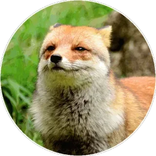 🦊 805ff786 キツネ, 動物, 自然, 野生動物, かわいい telegram sticker