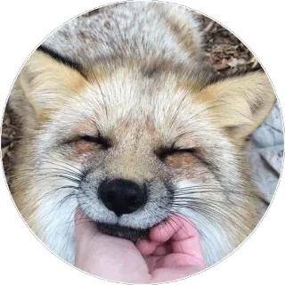🦊 80d3d28b キツネ, 動物, 可愛い, 手, ペット telegram sticker