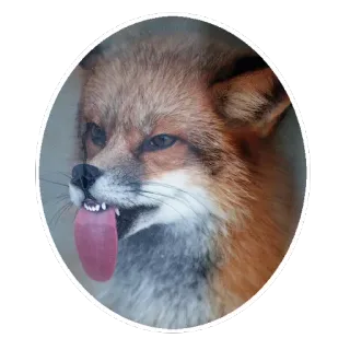 🦊 83c1b1a9 キツネ, 動物, 舌, 自然, 野生動物, 哺乳類 telegram sticker
