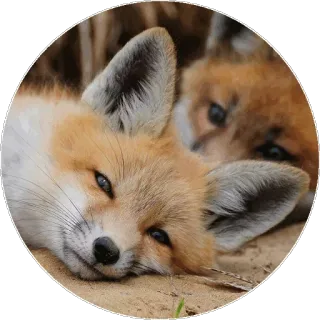 🦊 85791ef9 キツネ, 動物, 野生動物, かわいい, 自然, 哺乳類 telegram sticker