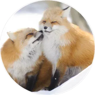 🦊 859d3c6d キツネ, 動物, 野生動物, 冬, 雪, 寄り添う, 愛情 telegram sticker