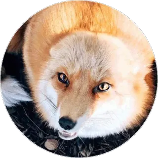 🦊 866f6813 キツネ, 動物, 野生動物, 自然, 哺乳類, アカギツネ telegram sticker