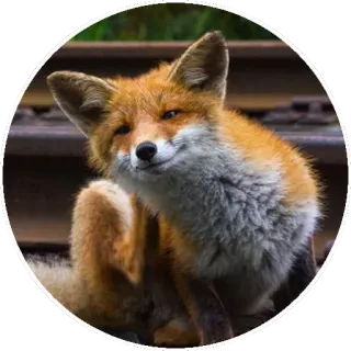 🦊 88c51b63 キツネ, 動物, 野生動物, オレンジ, かわいい, 哺乳類 telegram sticker