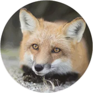 🦊 89574c5d キツネ, 動物, 自然, 野生動物 telegram sticker